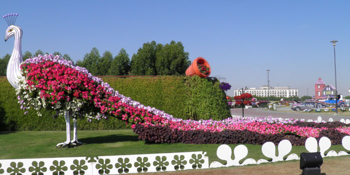 Taman Bunga Merak di Dubai Garden salahsatu inspirasi Camat Medan Amplas mengubah areal kantornya menjadi taman bunga. Foto: Internet