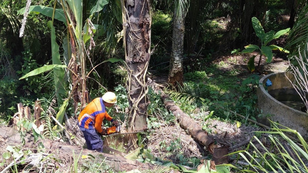 KAI Sumut Pangkas Pohon di 330 Titik Jalur KA Antisipasi Meningkatnya Curah Hujan